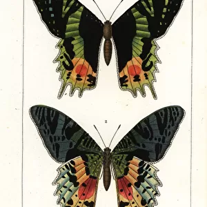 East African sunset moth, Chrysiridia croesus