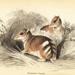 Peramelidae Pillow Collection: Eastern Barred Bandicoot