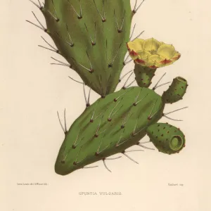 Eastern prickly pear, Opuntia ficus-indica