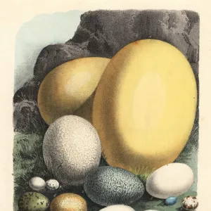 Eggs of elephant bird, ostrich, cassowary, condor, etc