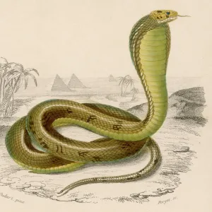 Egyptian Cobra