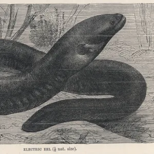 E Gallery: Electric Eel