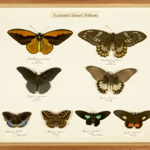R Gallery: Alfred Russell
