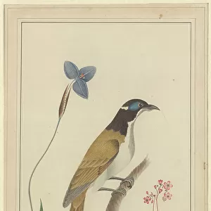 Honeyeaters Premium Framed Print Collection: Blue Faced Honeyeater