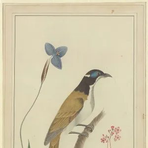 Honeyeaters Metal Print Collection: Blue Faced Honeyeater