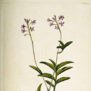 Epidendrum elongatum, orchid