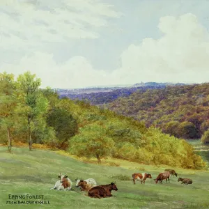 Cattle