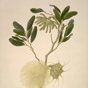 Eucalyptus lehmanni, bushy yate