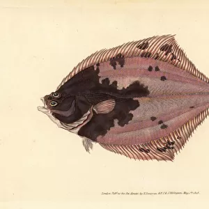 E Gallery: European Flounder