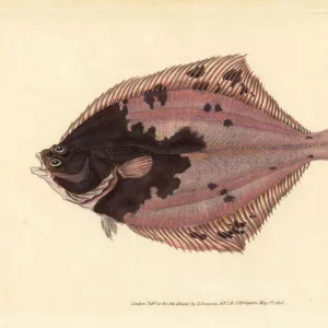 E Gallery: European Flounder