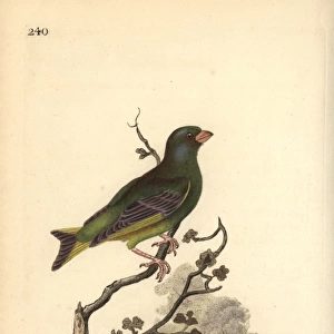 European greenfinch, Carduelis chloris