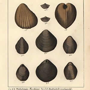 Mollusks Collection: Extinct Mollusks