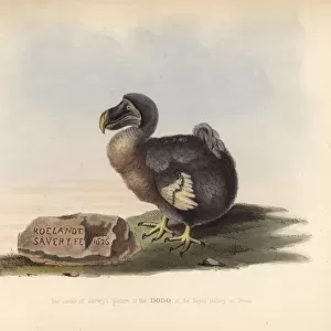 Facsimile of a picture of a dodo by Roelandt