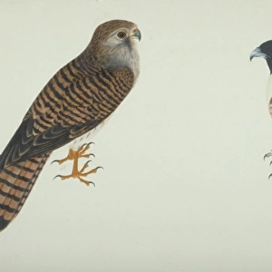Falco tinnunculus, common ketsrel, Aviceda leuphotes, black