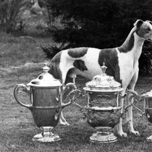 FALL / CRUFTS / 1956 / GREYH D