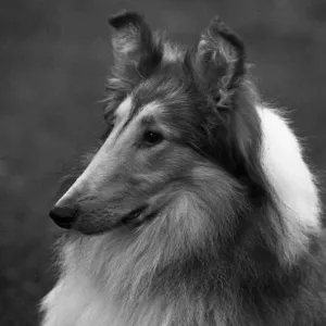 FALL / ROUGH COLLIE / 1955