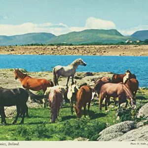 Horse Collection: Connemara