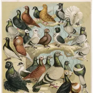 Birds Jigsaw Puzzle Collection: Pigeon