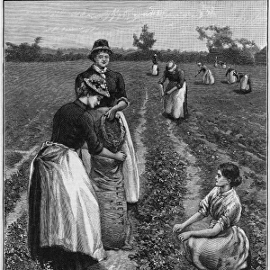 Farm Girls Harvesting