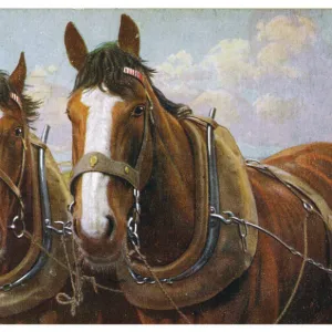 Farm Horses in Harness