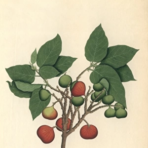 Ficus racemosa, cluster fig