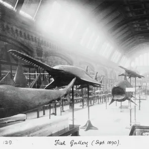 Fish Gallery, September 1890