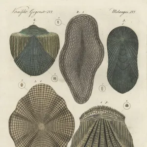 Fish scales of cod, gudgeon, tench, eel and perch