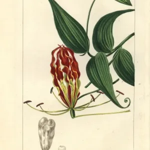 Flame Lily Print, Gloriosa superba, 1820 Engraving Flame Lily Print, Gloriosa superba, 1820 Engraving