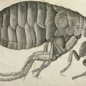 Famous inventors and scientists Collection: Robert Hooke
