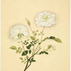 Flower Illustration from the Reeves Collection