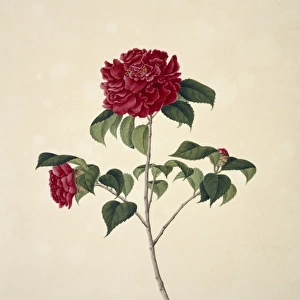 Flower Illustration from the Reeves Collection