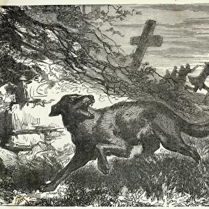 Folklore / Werewolves