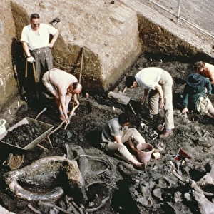 Fossil collecting near Aveley, Essex
