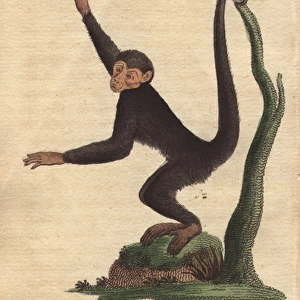 Four-fingered monkey or coaita, Ateles paniscus