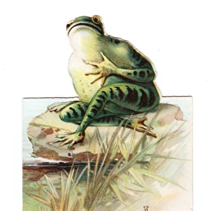 Frog on a cutout Christmas card