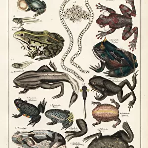 Frogs, toads and tadpoles