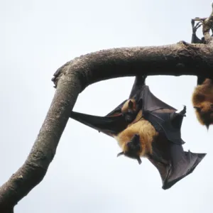 Pteropodidae Framed Art Print Collection: Borneo Fruit Bat
