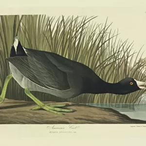 Rallidae Fine Art Print Collection: American Coot