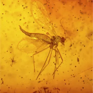 Flies Collection: Gall Midge