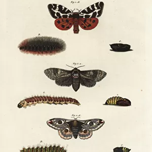 Garden tiger moth, goat moth and small emperor moth