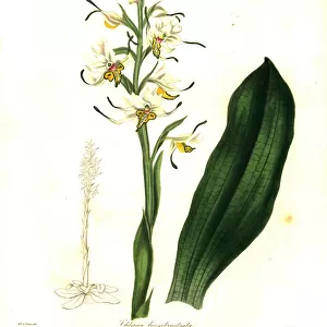 Gavilea longibracteata orchid