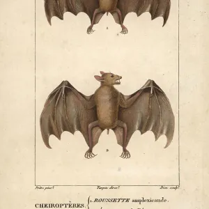 Pteropodidae Framed Art Print Collection: Geoffroys Rousette