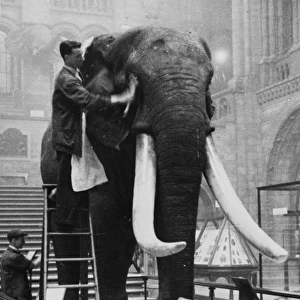 George the elephant, 1935