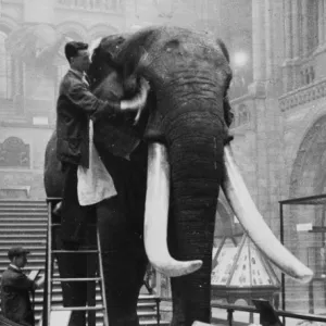 George the elephant, 1935