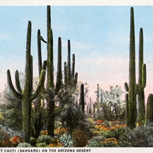 Giant Cacti (Sahuaro) - Arizona, USA