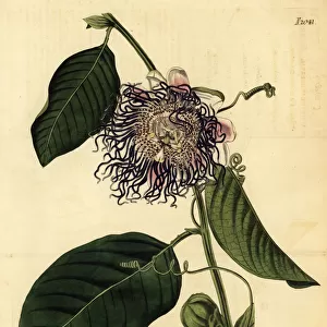 Giant granadilla, Passiflora quadrangularis