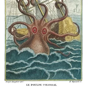 Giant octopus