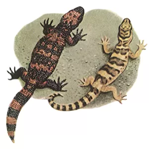Gila Monster and Gecko Date: 1950