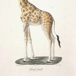 Giraffa camelopardalis, giraffe