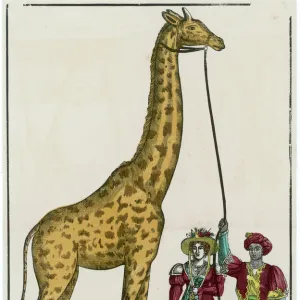 Giraffe at Paris 1826